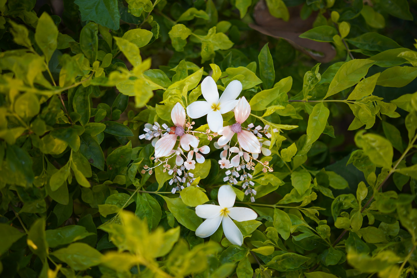 Sunny Side Blooms