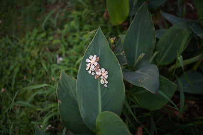Lily and Lime
