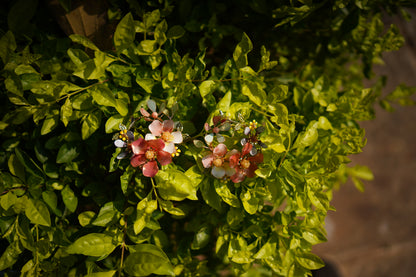 Floral Carousel