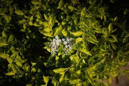 Neonise Blooms