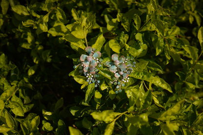 Neonise Blooms