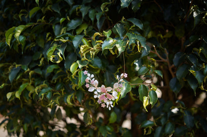 Frost & Petal