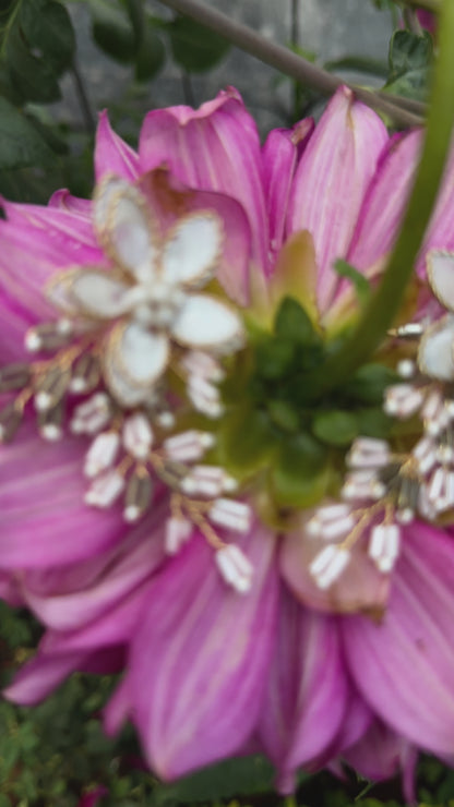 Daisy Dreamcatchers